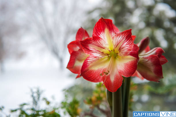 Amaryllis Flower Captions For Instagram