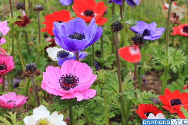 Anemone Flower Captions For Instagram