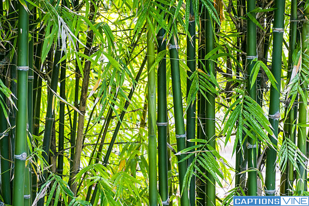 Bamboo Captions For Instagram