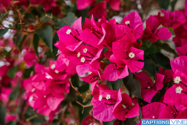 Bougainvillea Captions For Instagram