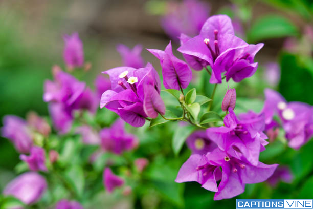 Bougainvillea Flower Captions For Instagram