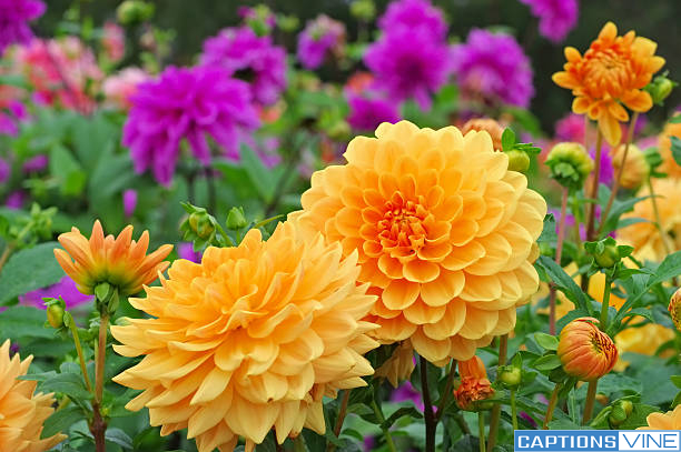 Dahlia Flower Captions For Instagram