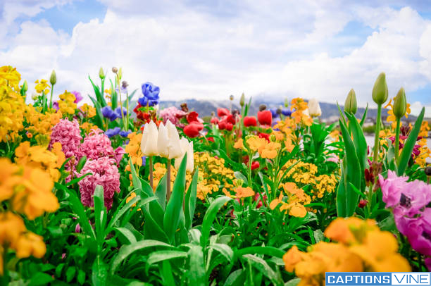 Flower Garden Captions For Instagram