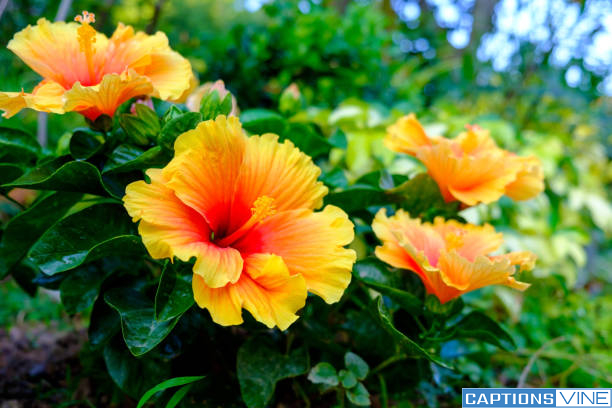 Hibiscus Flower Captions For Instagram