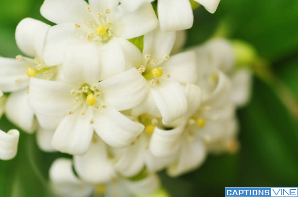 Jasmine Flower Captions For Instagram