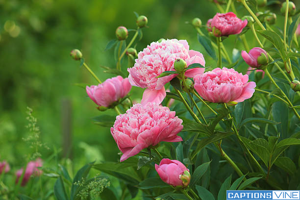 Peony Flower Captions For Instagram