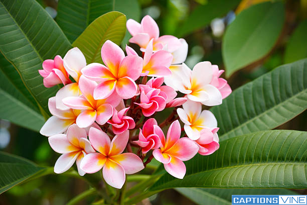 Plumeria Captions For Instagram