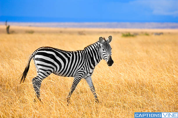 Zebra Captions For Instagram